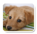 Canine Chiropractic