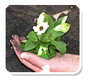 Pull Weeds, Not Your Muscles