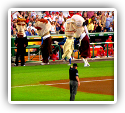 Baseball World Series Players Benefit from Chiropractic