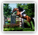 Chiropractors Treat Horses at Junior League Horse Show