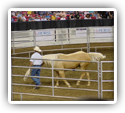 Famous Horse Trainer,