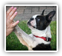 Chiropractic Helps Dog Suffering from Weakness, Constipation, and Extreme Thirst