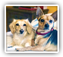 Dachshund with Disc Herniation Helped by Chiropractic
